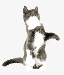 站起站起来的猫咪高清图片