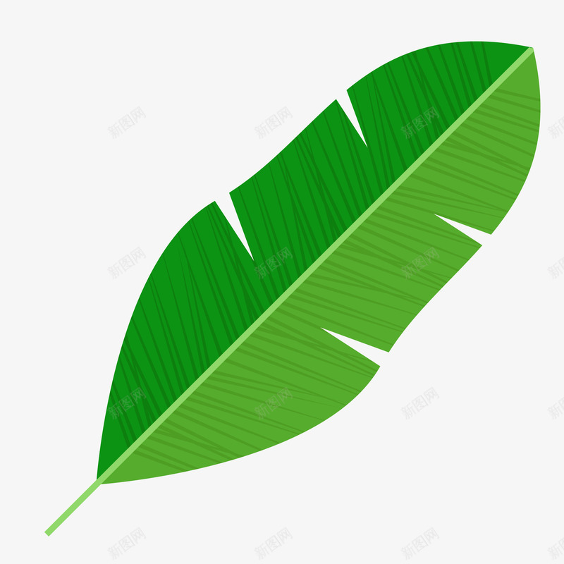 装饰植物叶子png免抠素材_新图网 https://ixintu.com 叶子 棕桐树的叶子 森林 植物 海报装饰 绿色 自然