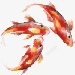 红色中国风水彩鲤鱼素材