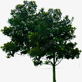 绿色的大树环境渲染效果png免抠素材_新图网 https://ixintu.com 大树 效果 渲染 环境 绿色