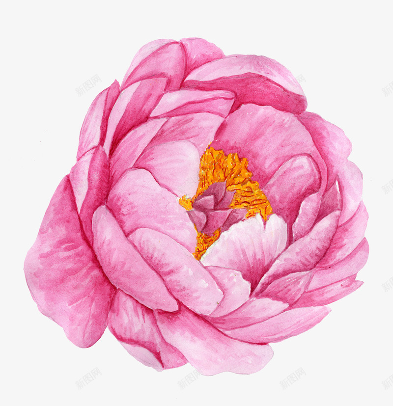 卡通粉色的牡丹花png免抠素材_新图网 https://ixintu.com 创意 动漫动画 卡通手绘 简约 粉色的牡丹花 美丽的花朵