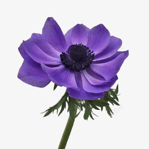 紫色妖艳的花朵png免抠素材_新图网 https://ixintu.com 紫色 美丽 花瓣 花蕊
