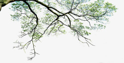 创意植被大树公园植被创意高清图片