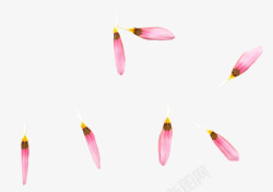 透明漂浮粉色长条花瓣素材