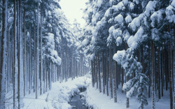 冬季野外景观展板素材