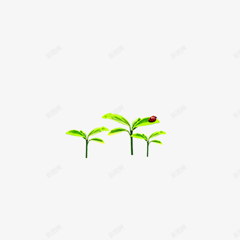植物小草瓢虫png免抠素材_新图网 https://ixintu.com 小草 植物 环保 瓢虫 绿色