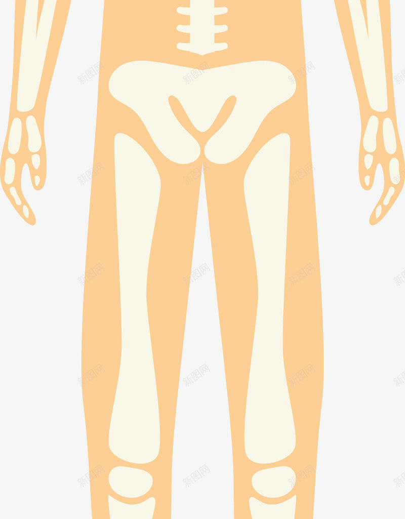 男人骨架png免抠素材_新图网 https://ixintu.com 人体 人体器官 人体躯干 人的肢体 卡通人体 卡通肢体 器官 四肢 男性躯体 躯体