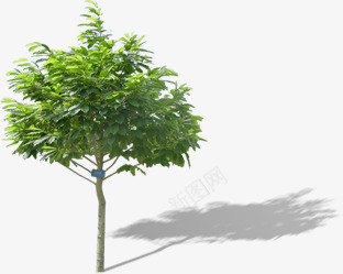 绿色大树植物装饰png免抠素材_新图网 https://ixintu.com 大树 植物 绿色 装饰