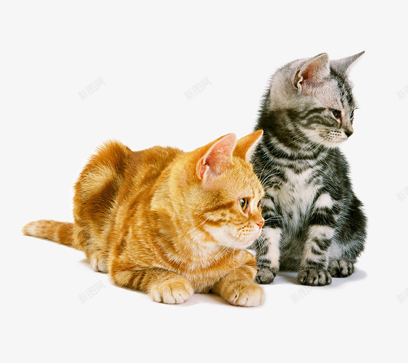 两只小猫咪png免抠素材_新图网 https://ixintu.com 卖萌小猫 宠物 小猫咪 猫咪 猫猫