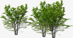 生态公园绿植大树素材
