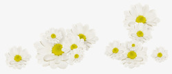 漂浮菊花素材白色野菊花高清图片