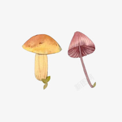 蘑菇野生手绘画片素材