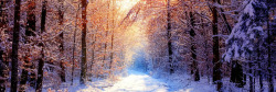 冬日森林美景户外素材