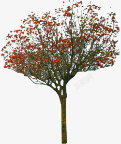 红色花朵大树装饰素材