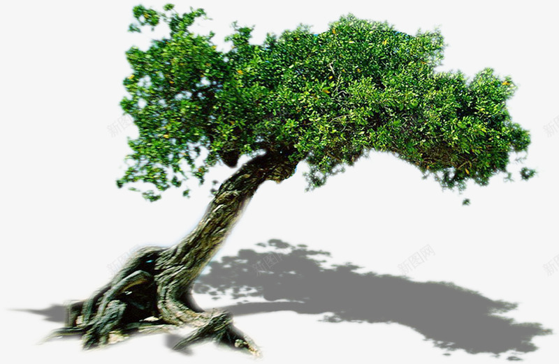 生态环保植物大树png免抠素材_新图网 https://ixintu.com 大树 植物 环保 生态