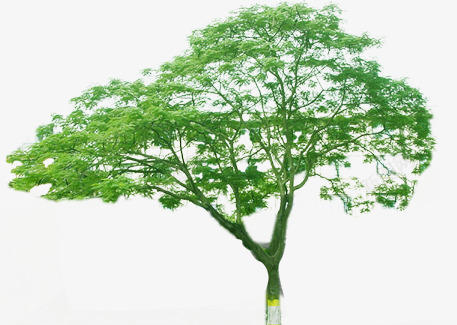 绿化摄影创意大树png免抠素材_新图网 https://ixintu.com 创意 大树 摄影 绿化 设计