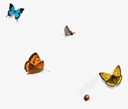 蝴蝶群彩色蝴蝶漂浮高清图片