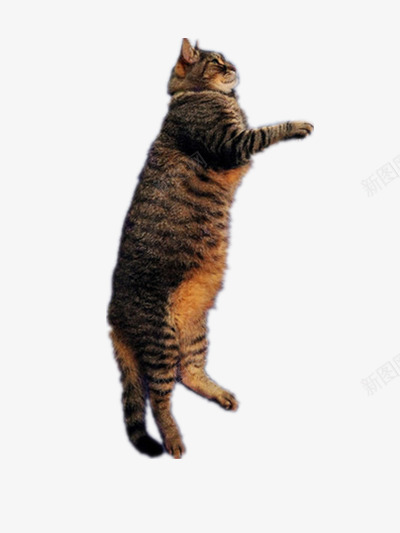 跳跃的小猫png免抠素材_新图网 https://ixintu.com 可爱 毛绒 猫咪 褐色