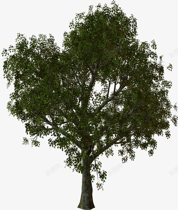 大树立面树茂密的树png免抠素材_新图网 https://ixintu.com 大树 立面 茂密