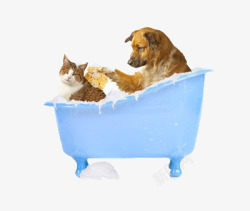 浴盆两只动物在洗澡高清图片