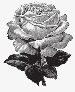 手绘带叶子玫瑰花素材