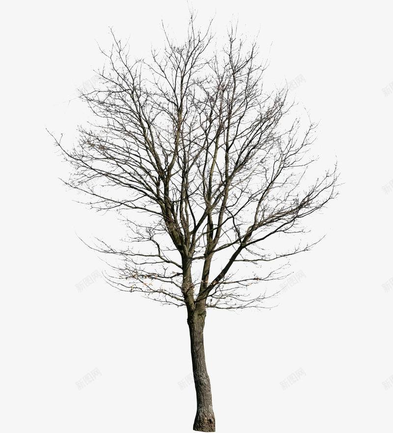 没有叶子的树png免抠素材_新图网 https://ixintu.com 冬季 新年 新年素材 春节元素 树 过年装饰