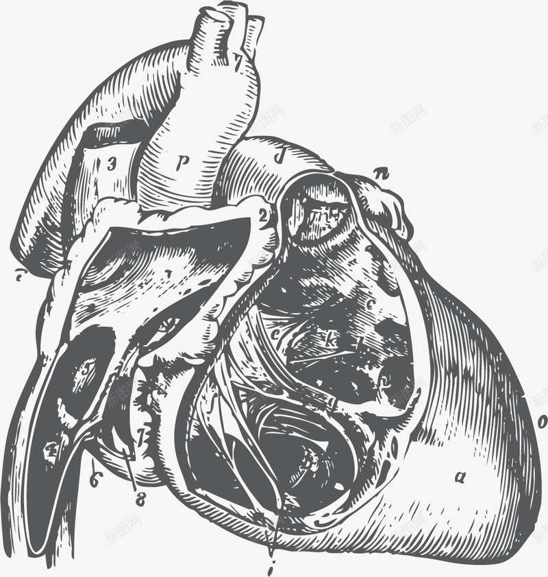心脏血脉流动器官手绘png免抠素材_新图网 https://ixintu.com 人体内脏 内脏 器官 心脏器官 手绘器官 流动的血脉 血脉器官
