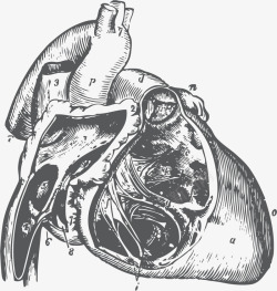 流动的血脉心脏血脉流动器官手绘高清图片
