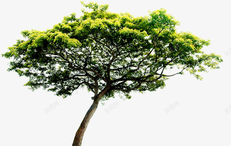 绿色植物大树效果png免抠素材_新图网 https://ixintu.com 大树 效果 绿色植物
