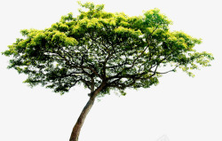 绿色植物大树效果素材