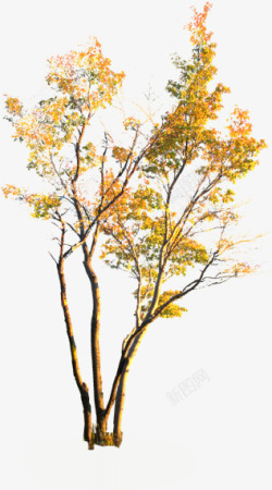 创意摄影黄色大树合成素材