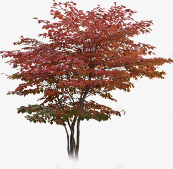 红色创意环境树木png免抠素材_新图网 https://ixintu.com 创意 树木 环境 素材 红色