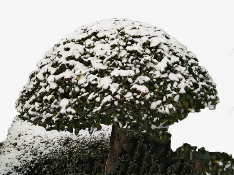 雪盖灌木png免抠素材_新图网 https://ixintu.com 冬天 小雪 树木 白色