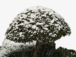 雪盖灌木素材