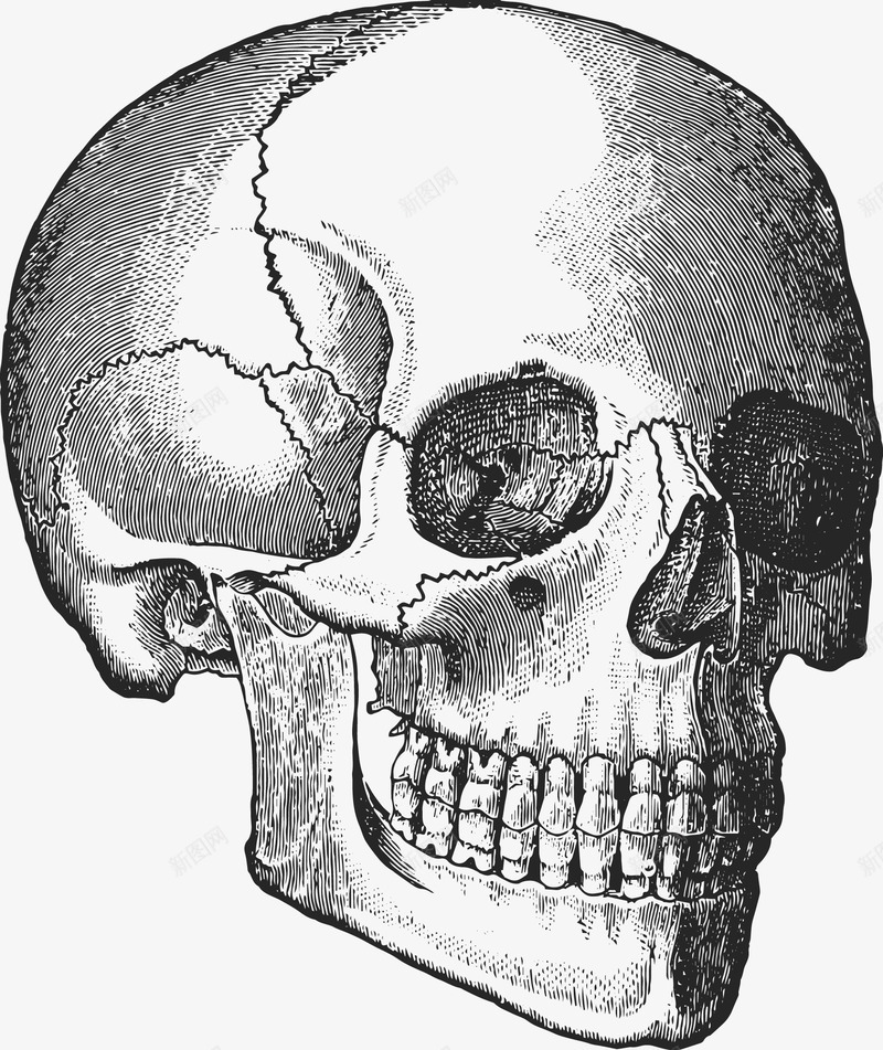 卡通人体器官内脏关节海报png免抠素材_新图网 https://ixintu.com 人体关节 人体器官展示 人体构造 人体构造广告设计 健康 内脏 卡通人体器官 卡通内脏 海报设计 网页设计 肺部心脏脑部