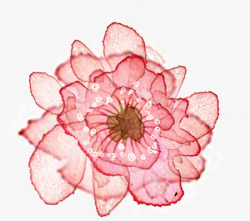 粉色创意分层美丽花朵素材