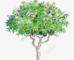 枇杷花开花的枇杷树高清图片