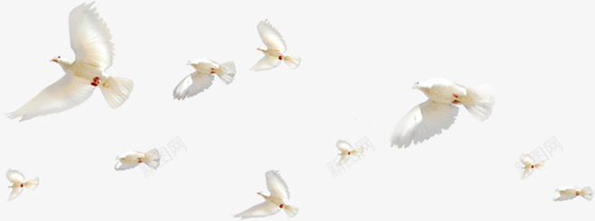 白色鸽子和平鸽飞翔漂浮png免抠素材_新图网 https://ixintu.com 和平鸽 漂浮 白色 飞翔 鸽子