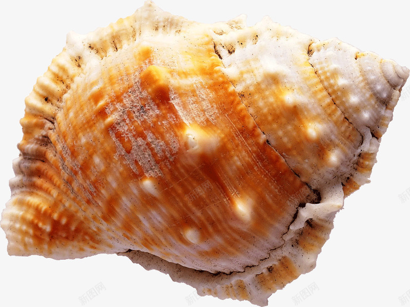 黄色的海螺png免抠素材_新图网 https://ixintu.com 海滩 海螺 黄色