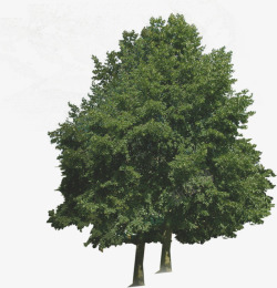 绿色创意大树环境渲染素材