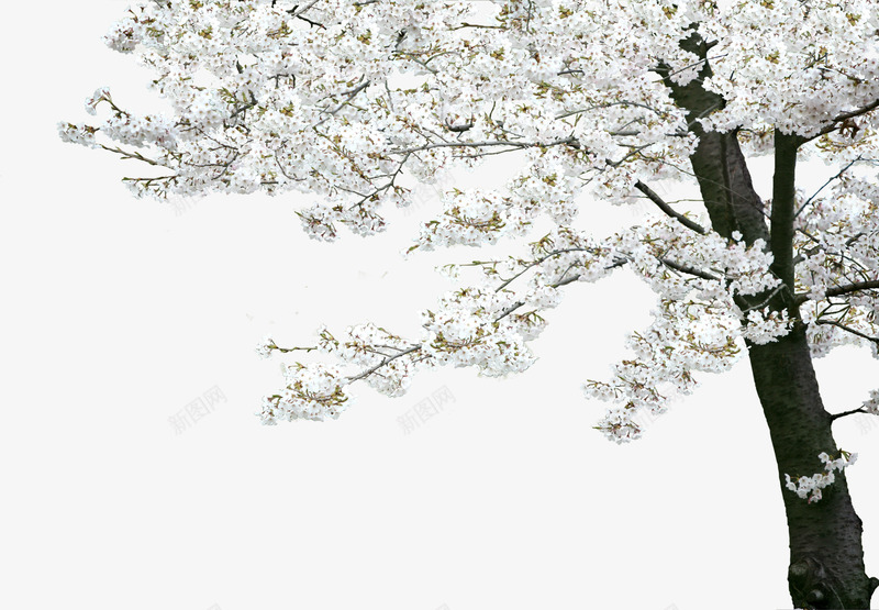 白色唯美意境花朵大树植物png免抠素材_新图网 https://ixintu.com 大树 意境 植物 白色 花朵