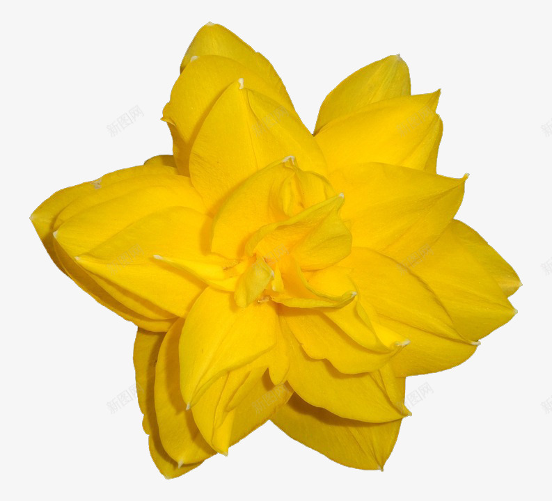 纯黄色的花朵png免抠素材_新图网 https://ixintu.com 动人 所有宝贝 美丽 花儿 高贵