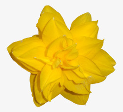 纯黄色的花朵素材