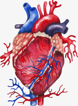 卡通人体器官内脏展示海报素材