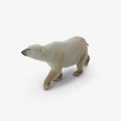 极性胖北极熊高清图片