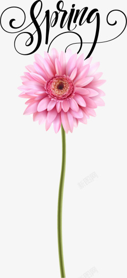 粉红野花一朵美丽的粉色花朵高清图片
