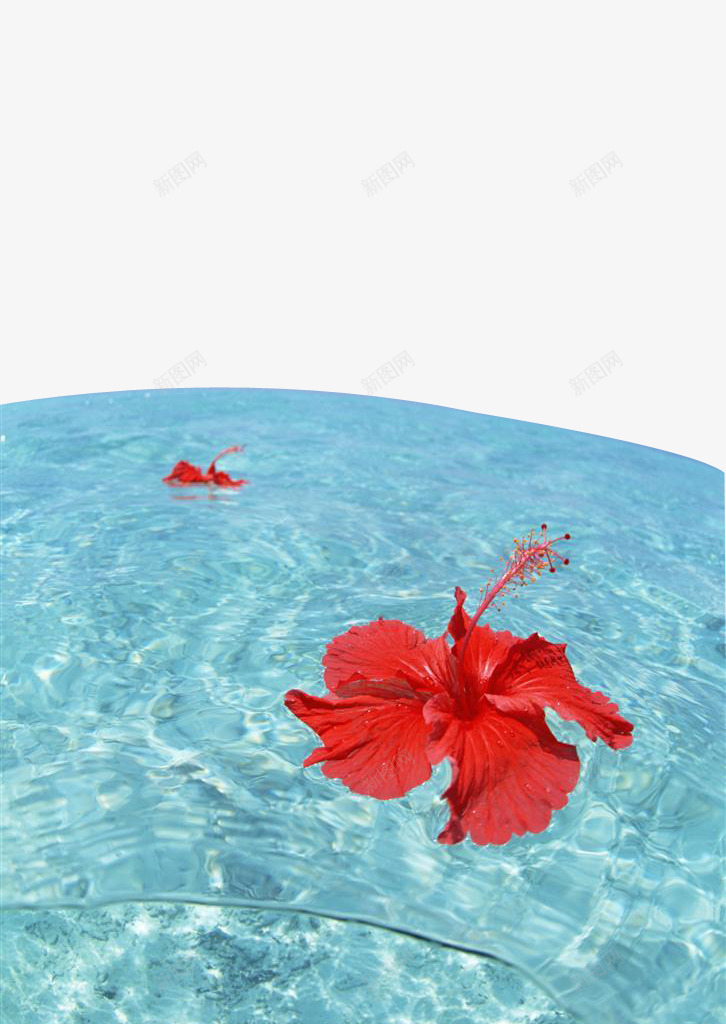 海滩风景漂浮的红色花朵png免抠素材_新图网 https://ixintu.com 大海 水里 水面 浮出水面 清澈的水 漂浮 红色花朵 花 花朵