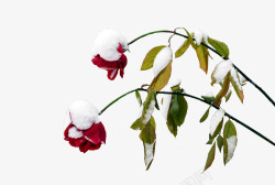 两枝花雪天里枯萎的玫瑰花高清图片