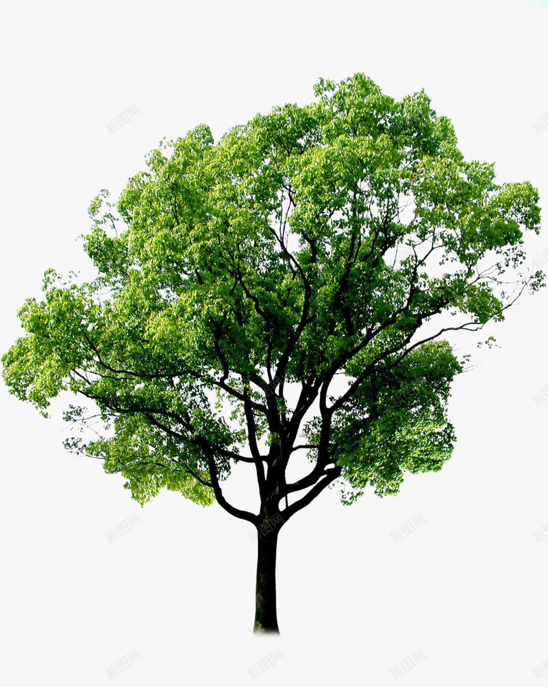 绿色大树环境渲染效果png免抠素材_新图网 https://ixintu.com 大树 效果 渲染 环境 绿色