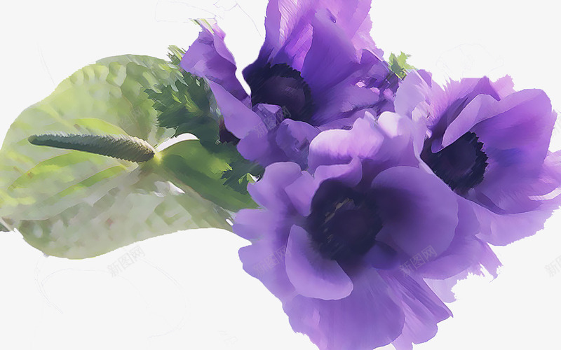 绽放的紫罗兰png免抠素材_新图网 https://ixintu.com 手绘 手绘紫罗兰 植物 紫罗兰 紫色 绿色 美丽 花朵 芳香